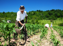Dia do Trabalhador Rural lembra que a agricultura familiar é base da alimentação